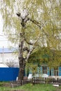 A crooked birch tree with bizarre breaks in branches and an unnatural trunk on a spring day with blossoming catkins and leaves