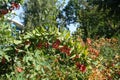 Crooked branch of Berberis vulgaris with red berries
