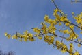 Crooked branch of blossoming forsythia against blue sky in March