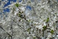 Crooked branch of blossoming plum in April