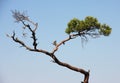 A crooked branch of a pine tree. Blue sky