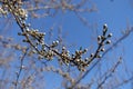 Crooked branch of plum with closed flower buds against blue sky in March