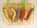 Crooked colorful carrots