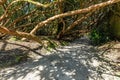 Tourist trail under tree trunks Royalty Free Stock Photo