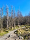 Crooked dead tree of strange shape in wasteland forest. Karelia. Vottovaara Mountain after wildfire. Wood goblin