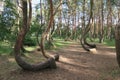 The crooked forest, Krzywy Las, Nowe Czarnowo Royalty Free Stock Photo