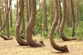 Crooked Forest (\