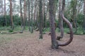 Crooked forest near Nowe Czarnowo Royalty Free Stock Photo