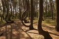 Crooked Forest in Nowe Czarnowo , Poland Royalty Free Stock Photo