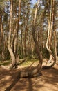 Crooked Forest in Nowe Czarnowo , Poland Royalty Free Stock Photo
