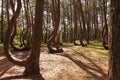 Crooked Forest in Nowe Czarnowo , Poland Royalty Free Stock Photo