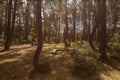 Crooked Forest in Nowe Czarnowo, Poland Royalty Free Stock Photo