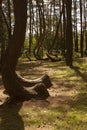 Crooked Forest in Nowe Czarnowo, Poland Royalty Free Stock Photo