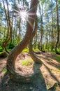 The Crooked Forest, Nowe Czarnowo Royalty Free Stock Photo