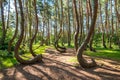 The Crooked Forest, Nowe Czarnowo Royalty Free Stock Photo