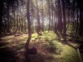 The Crooked Forest in Nowe Czarnowo in Poland Royalty Free Stock Photo