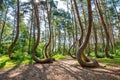 The Crooked Forest, Nowe Czarnowo Royalty Free Stock Photo