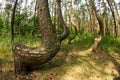 A crooked forest in Poland Royalty Free Stock Photo