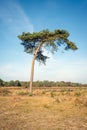 Crooked growing scots pine tree in the middle of a dry nature landscape