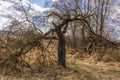 Crooked old scary dried tree against the background Royalty Free Stock Photo