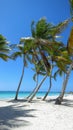 Crooked palm tree on Caribbean beach in Dominican Republic Royalty Free Stock Photo