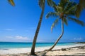 Crooked Palm Tree on tropical beach Royalty Free Stock Photo