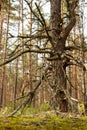 Crooked pine in Russian pine wood. Royalty Free Stock Photo