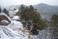 Crooked pine on top of a cliff on the background of snow-covered taiga. Winter Krasnoyarsk pillars.