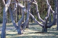 Crooked pine tree trunks have grown