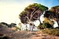 Crooked pine trees growing on the rocks of a hill with a white house villa on the top of it