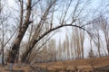 Poplars