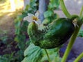 Crooked, pot-bellied cucumber with flower hangs on stalk. Deformation Of Cucumber Fruit