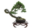 crooked Scots pine tree bonsai in pot on white background Royalty Free Stock Photo