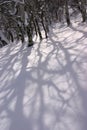 Crooked shadows of bare aspens on winter snow