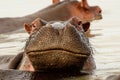 Crooked smile of a Hippo