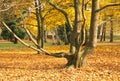 Crooked tree in the autumn park Royalty Free Stock Photo