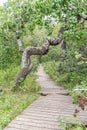 Crooked tree trunk beside an old wooden boardwalk