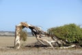 Crooked tree in the desert