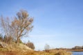 A crooked tree on a hill. Autumn landscape with a river, yellow grass and trees on a bright sunny day Royalty Free Stock Photo