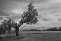 Crooked Tree in the Mostviertel Region of Austria in Black and White Royalty Free Stock Photo