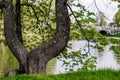 Crooked tree in the park on the background of the lake. Royalty Free Stock Photo