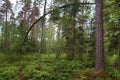 Crooked tree in a pine forest, a lot of greenery on the ground, straight trunks of other pines, summer