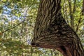 Crooked Tree - Polonyna Carynska - Bieszczady Mountains Royalty Free Stock Photo