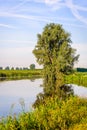 Crooked tree reflected in the smooth water surface Royalty Free Stock Photo