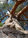 Crooked tree trunk against blue sky Royalty Free Stock Photo