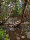 Crooked Trees Along a River in the Forest