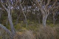 Crooked trees at Anglesea River in Anglesea Royalty Free Stock Photo