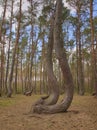 Crooked Trees or Crooked Forest (Polish \