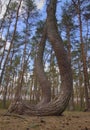 Crooked Trees or Crooked Forest (Polish \