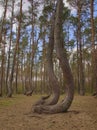 Crooked Trees or Crooked Forest (Polish \